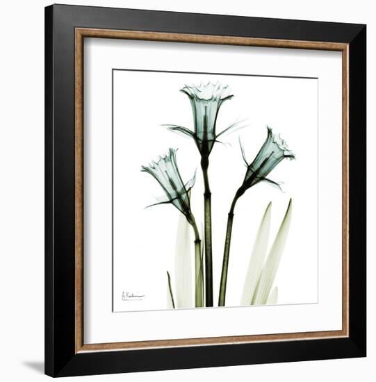 Three Daffodils in Green-Albert Koetsier-Framed Art Print