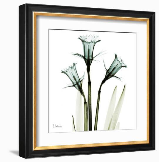 Three Daffodils in Green-Albert Koetsier-Framed Art Print