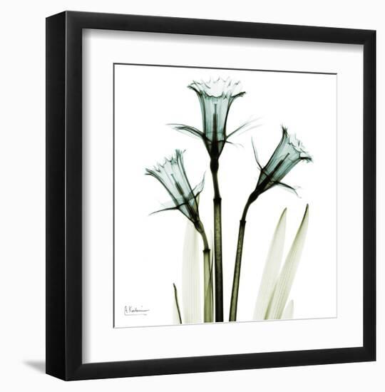 Three Daffodils in Green-Albert Koetsier-Framed Art Print