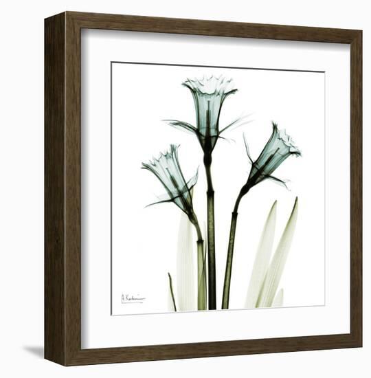 Three Daffodils in Green-Albert Koetsier-Framed Art Print