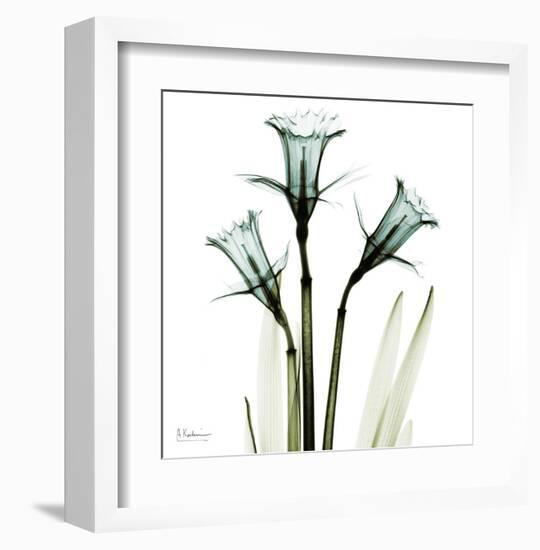 Three Daffodils in Green-Albert Koetsier-Framed Art Print