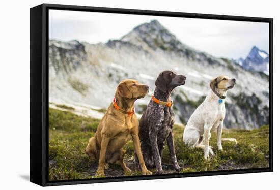 Three Dogs Sit On Top Of A Mountain In North Cascades National Park, Wa-Hannah Dewey-Framed Stretched Canvas