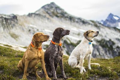 cascade plott hounds