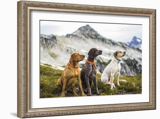 Three Dogs Sit On Top Of A Mountain In North Cascades National Park, Wa-Hannah Dewey-Framed Photographic Print