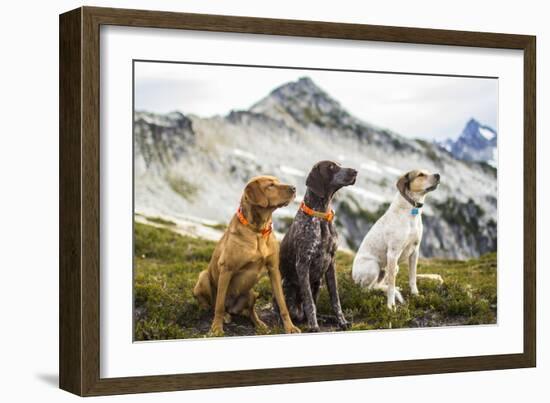 Three Dogs Sit On Top Of A Mountain In North Cascades National Park, Wa-Hannah Dewey-Framed Photographic Print