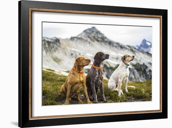 Three Dogs Sit On Top Of A Mountain In North Cascades National Park, Wa-Hannah Dewey-Framed Photographic Print