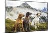 Three Dogs Sit On Top Of A Mountain In North Cascades National Park, Wa-Hannah Dewey-Mounted Photographic Print