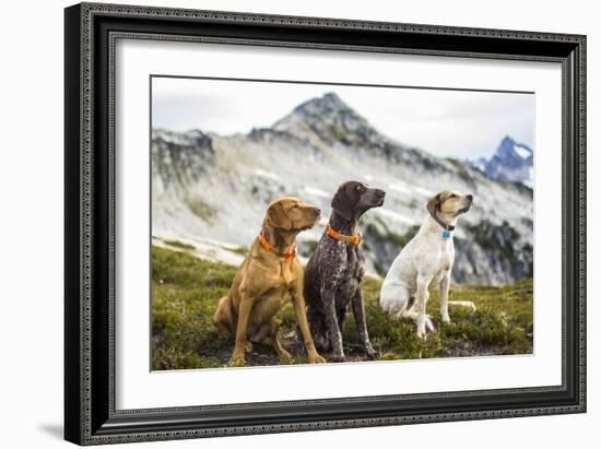 Three Dogs Sit On Top Of A Mountain In North Cascades National Park, Wa-Hannah Dewey-Framed Photographic Print