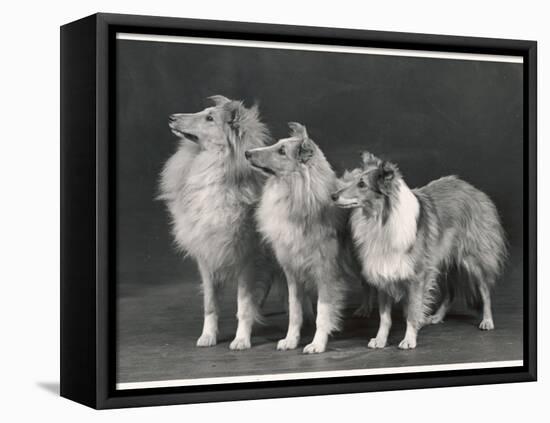 Three Dogs Standing Together-null-Framed Premier Image Canvas