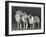 Three Dogs Standing Together-null-Framed Photographic Print