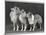 Three Dogs Standing Together-null-Mounted Photographic Print