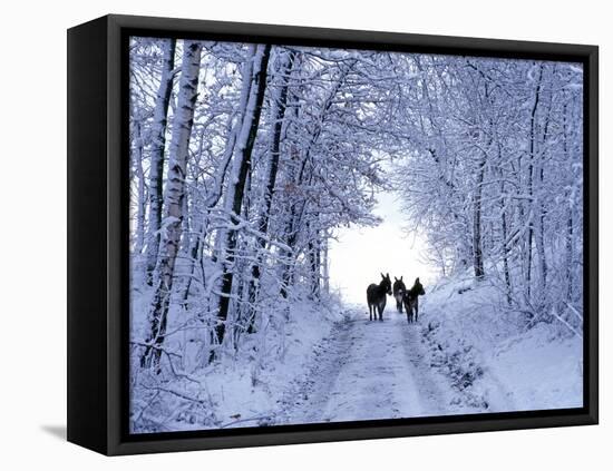 Three Donkeys on Snow-Covered Forest Way-Harald Lange-Framed Premier Image Canvas