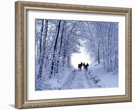 Three Donkeys on Snow-Covered Forest Way-Harald Lange-Framed Photographic Print