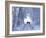 Three Donkeys on Snow-Covered Forest Way-Harald Lange-Framed Photographic Print