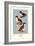 Three Downy Young Ducks-Allan Brooks-Framed Art Print