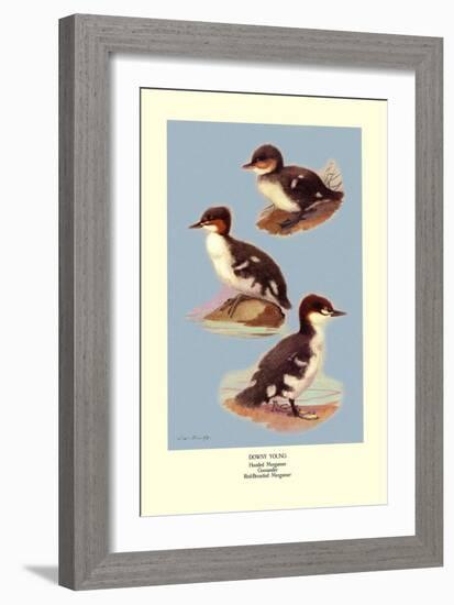 Three Downy Young Ducks-Allan Brooks-Framed Art Print