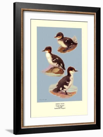 Three Downy Young Ducks-Allan Brooks-Framed Art Print