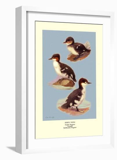 Three Downy Young Ducks-Allan Brooks-Framed Art Print