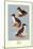 Three Downy Young Ducks-Allan Brooks-Mounted Art Print