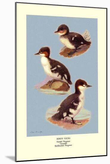 Three Downy Young Ducks-Allan Brooks-Mounted Art Print