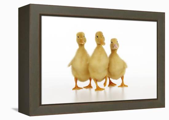 Three Ducklings Stood in a Row-null-Framed Premier Image Canvas