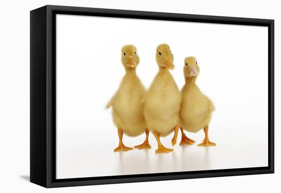 Three Ducklings Stood in a Row-null-Framed Premier Image Canvas