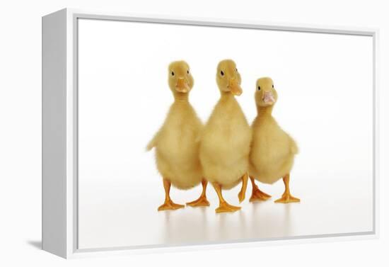 Three Ducklings Stood in a Row-null-Framed Premier Image Canvas