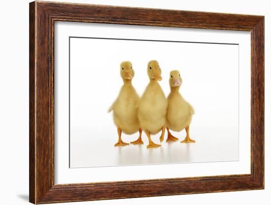 Three Ducklings Stood in a Row-null-Framed Photographic Print