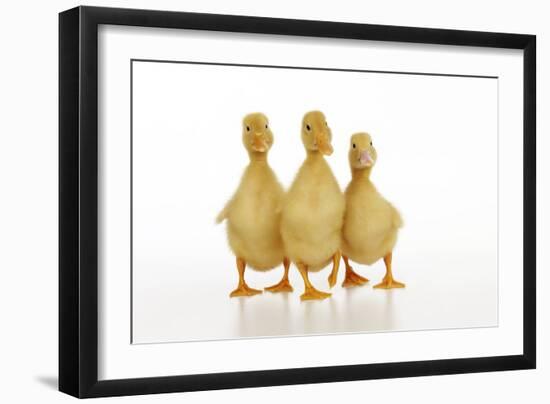 Three Ducklings Stood in a Row-null-Framed Photographic Print