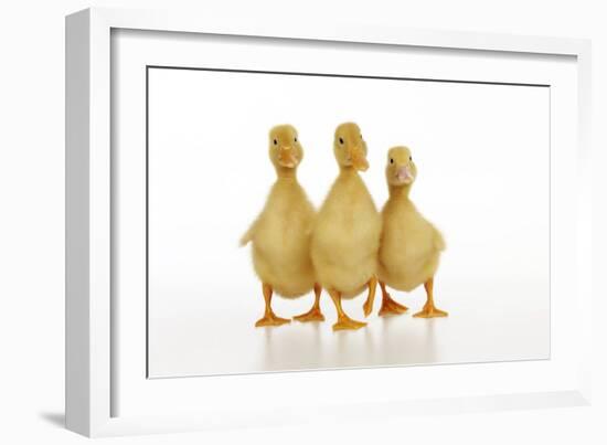 Three Ducklings Stood in a Row-null-Framed Photographic Print