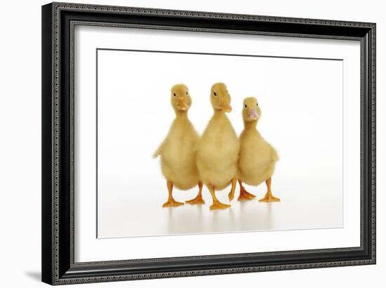 Three Ducklings Stood in a Row-null-Framed Photographic Print