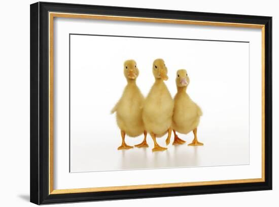 Three Ducklings Stood in a Row-null-Framed Photographic Print