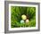 Three Easter Eggs in Grass-null-Framed Photographic Print