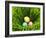 Three Easter Eggs in Grass-null-Framed Photographic Print