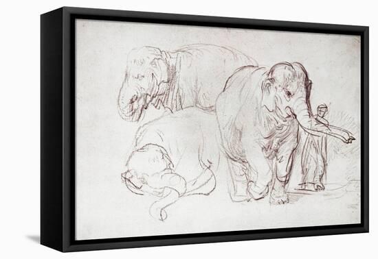 Three Elephants-Rembrandt van Rijn-Framed Premier Image Canvas