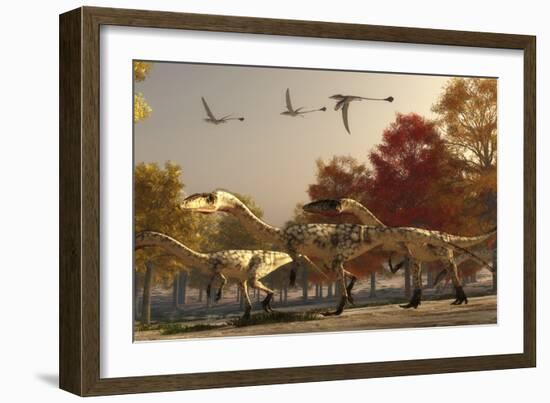 Three Eudimorphodons Fly Above a Group of Coelophysis in an Autumn Forest-Stocktrek Images-Framed Art Print