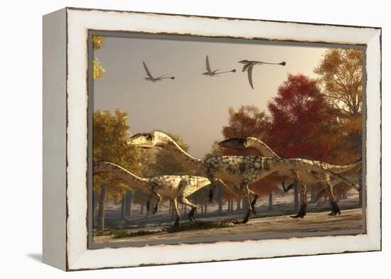 Three Eudimorphodons Fly Above a Group of Coelophysis in an Autumn Forest-Stocktrek Images-Framed Stretched Canvas