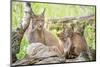 Three Eurasian lynx kittens, aged six weeks, with mother-Edwin Giesbers-Mounted Photographic Print