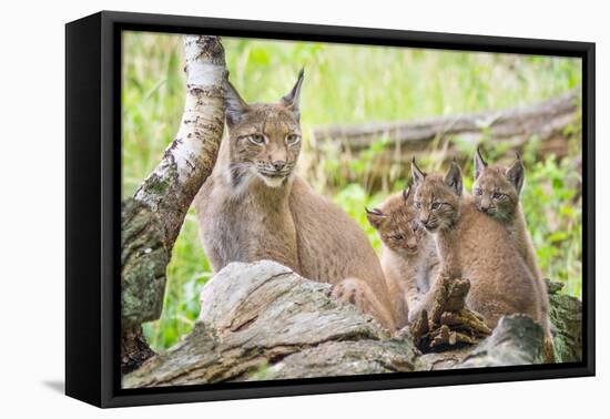 Three Eurasian lynx kittens, aged six weeks, with mother-Edwin Giesbers-Framed Premier Image Canvas