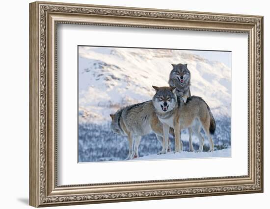 Three European Grey Wolves (Canis Lupus), Captive, Norway, February-Edwin Giesbers-Framed Photographic Print