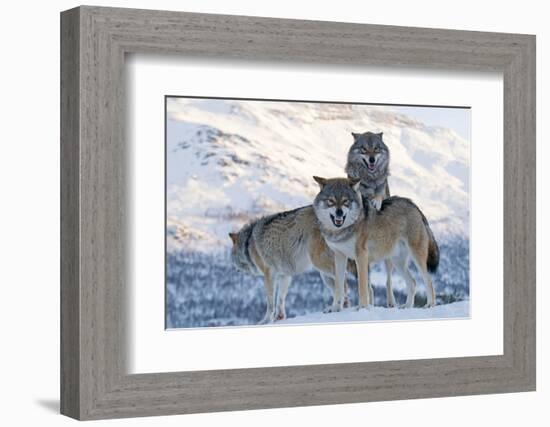 Three European Grey Wolves (Canis Lupus), Captive, Norway, February-Edwin Giesbers-Framed Photographic Print