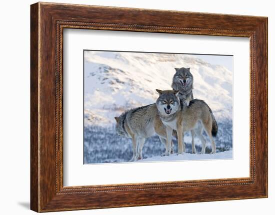 Three European Grey Wolves (Canis Lupus), Captive, Norway, February-Edwin Giesbers-Framed Photographic Print