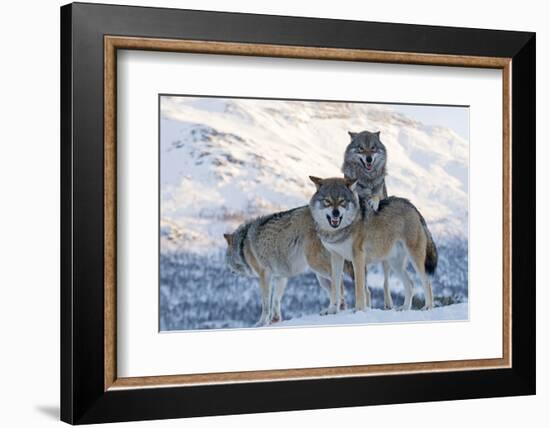 Three European Grey Wolves (Canis Lupus), Captive, Norway, February-Edwin Giesbers-Framed Photographic Print