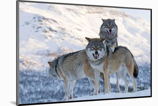 Three European Grey Wolves (Canis Lupus), Captive, Norway, February-Edwin Giesbers-Mounted Photographic Print