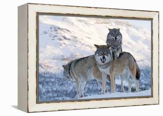 Three European Grey Wolves (Canis Lupus), Captive, Norway, February-Edwin Giesbers-Framed Premier Image Canvas