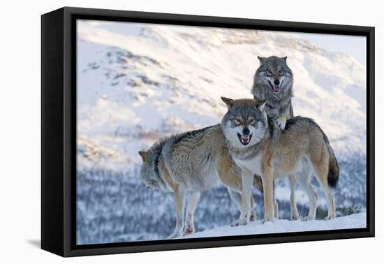 Three European Grey Wolves (Canis Lupus), Captive, Norway, February-Edwin Giesbers-Framed Premier Image Canvas