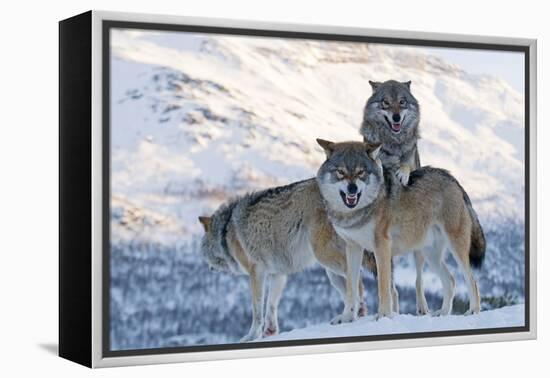 Three European Grey Wolves (Canis Lupus), Captive, Norway, February-Edwin Giesbers-Framed Premier Image Canvas