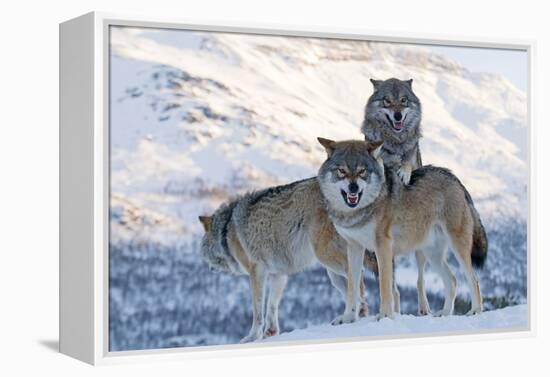 Three European Grey Wolves (Canis Lupus), Captive, Norway, February-Edwin Giesbers-Framed Premier Image Canvas