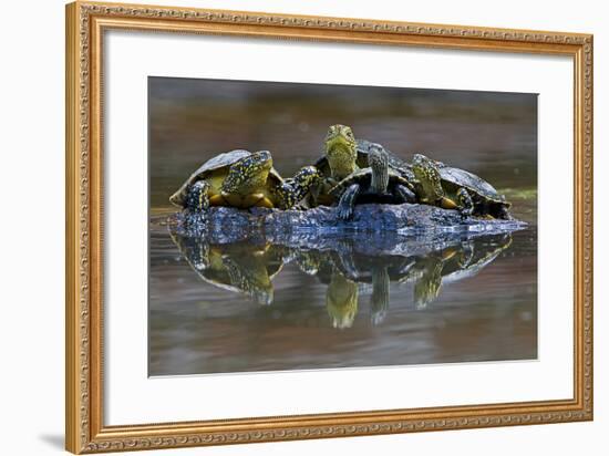 Three European Pond Turtles (Emys Orbicularis) and a Balkan Terrapin on Rock, Butrint, Albania-Geidemark-Framed Photographic Print