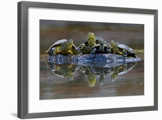 Three European Pond Turtles (Emys Orbicularis) and a Balkan Terrapin on Rock, Butrint, Albania-Geidemark-Framed Photographic Print